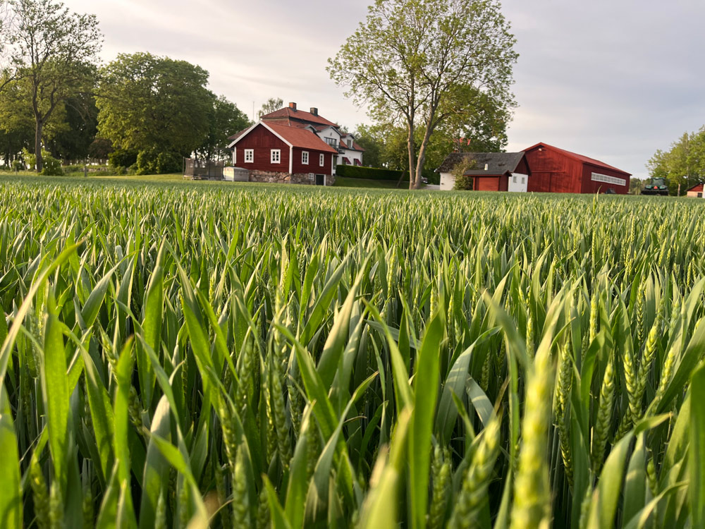 En åker framför ett rött hus